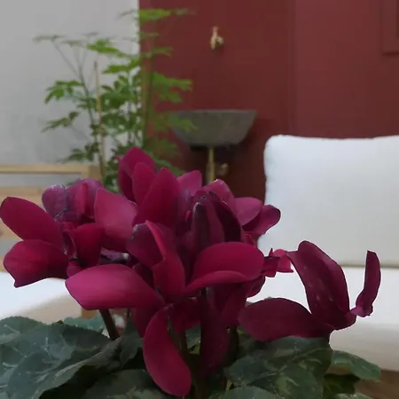 Opera - Norma パレルモ